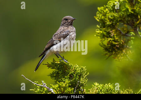 Juvenile Zypern Steinschmätzer auf einem Zweig in Troodos, Zypern. Juni 2015. Stockfoto