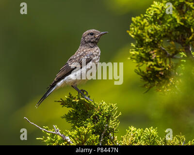 Juvenile Zypern Steinschmätzer auf einem Zweig in Troodos, Zypern. Juni 2015. Stockfoto