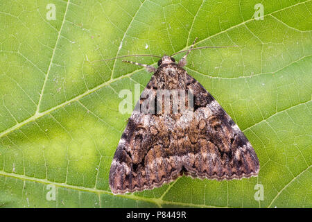 Karmozijnrood Weeskind, Dark Crimson Underwing Stockfoto