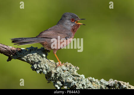 Magnanina; Dartford Warbler; Sylvia undata Stockfoto