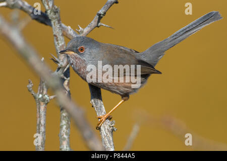 Magnanina; Dartford Warbler; Sylvia undata Stockfoto