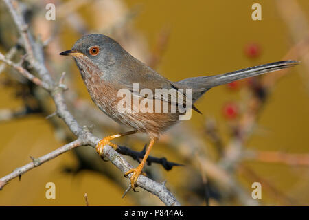 Magnanina; Dartford Warbler; Sylvia undata Stockfoto