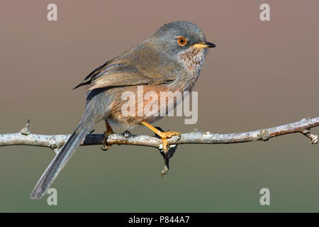 Magnanina; Dartford Warbler; Sylvia undata Stockfoto