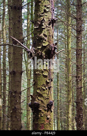 Eine abstrakte Sicht auf meliert Baumrinde am Beacon fiel Country Park, Lancashire Stockfoto