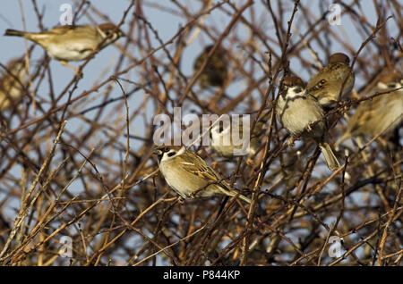 Gruppe der Eurasischen Feldsperling; groep Ringmus Stockfoto