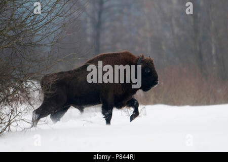 Wisent in de sneeuw; Europäische Bisons im Schnee Stockfoto