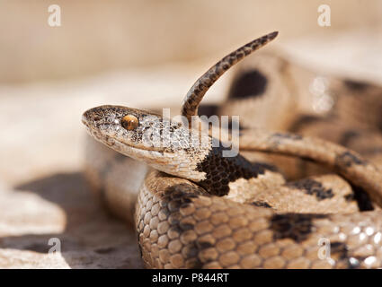 Katslang ; Europäische Catsnake Stockfoto