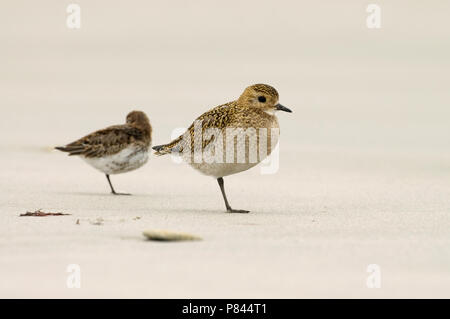 Europäische Goldregenpfeifer und Alpenstrandläufer stehen auf dem Strand; Goudplevier en Bonte Strandloper staand op het Strand Stockfoto