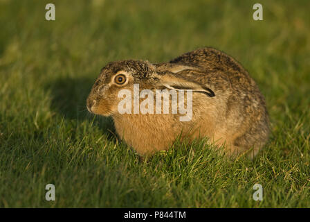 Europese Haas im zit; Europäische Hase in der Ruhestellung Stockfoto