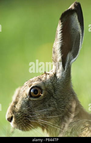 Europese Haas im zit; Europäische Hase in der Ruhestellung Stockfoto