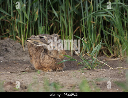 Europese Haas im zit; Europäische Hase in der Ruhestellung Stockfoto