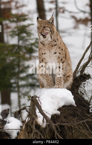 Eurasischen Luchs in de sneeuw ; Europäischer Luchs im Schnee Stockfoto