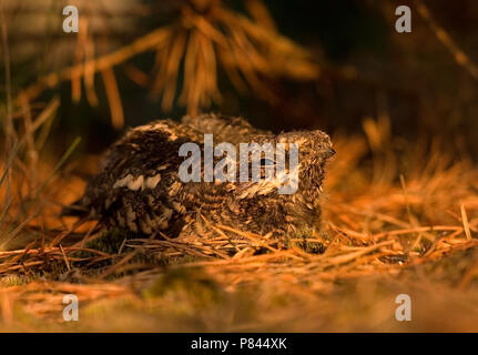 Jonge nachtzwaluw op Nest; Junge europäische Nightjar auf Nest Stockfoto