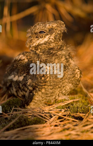 Pul Nachtzwaluw staand ; Europäische nightjar juvenile stehend Stockfoto