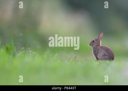 Jonge Europees Konijntje; Junge Europäische Kaninchen Stockfoto
