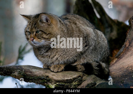 Europese Wilde Kat in gevangenschao; Captive Europäischen Wildkatze Stockfoto