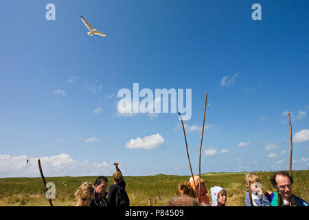 Excursie naar meeuwenkolonie op Texel; Exkursion Kolonie auf Texel zu Möwe Stockfoto