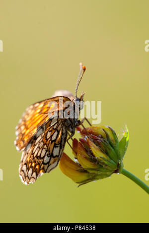 Woudparelmoervlinder zittend in de vegetatie; Falsche Heide Fritillary in der Vegetation gehockt Stockfoto