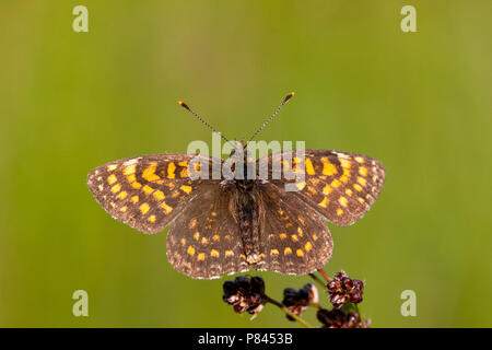 Woudparelmoervlinder zittend in de vegetatie; Falsche Heide Fritillary in der Vegetation gehockt Stockfoto