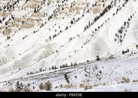 Schnee zu Fuß den Berg Everts Yellowstone Nat. Park Stockfoto