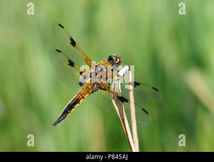 Natur Bild Stockfoto