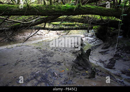 Freshwater Tidal - Bereich Oude Maas Niederlande; Zoetwater tij-gebied Oude Maas Nederland Stockfoto