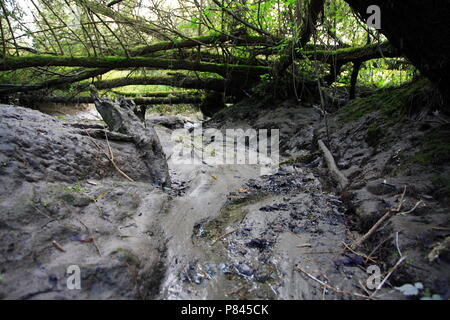 Freshwater Tidal - Bereich Oude Maas Niederlande; Zoetwater tij-gebied Oude Maas Nederland Stockfoto