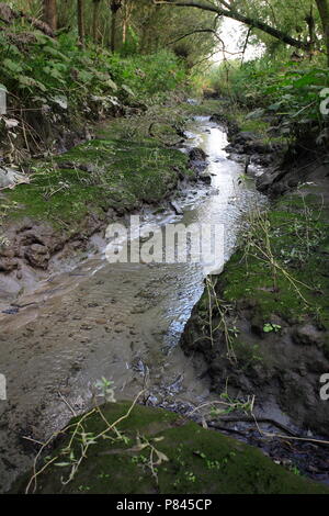 Freshwater Tidal - Bereich Oude Maas Niederlande; Zoetwater tij-gebied Oude Maas Nederland Stockfoto