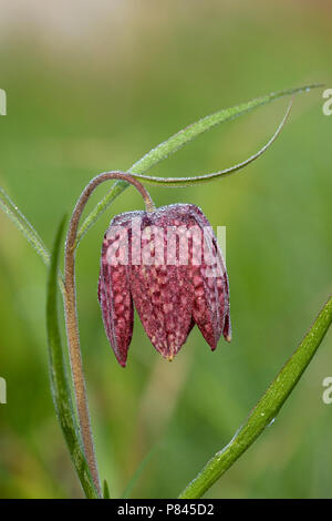 Wilde kievitsbloem, der Schlange den Kopf Fritillary Stockfoto