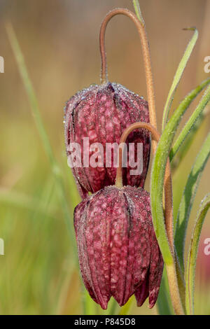 Wilde kievitsbloem, der Schlange den Kopf Fritillary Stockfoto