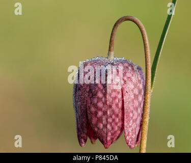 Wilde kievitsbloem, der Schlange den Kopf Fritillary Stockfoto