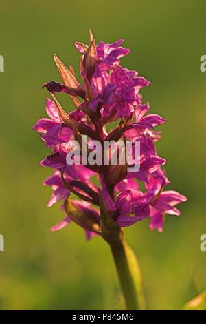 Gevlekte Rietorchis; Western Marsh Orchid Stockfoto