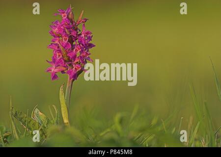 Gevlekte Rietorchis; Western Marsh Orchid Stockfoto