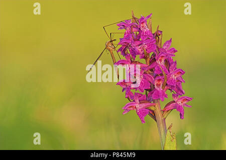 Gevlekte Rietorchis met langpootmug; Western Marsh Orchidee mit Kran fliegen Stockfoto