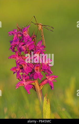 Gevlekte Rietorchis met langpootmug; Western Marsh Orchidee mit Kran fliegen Stockfoto