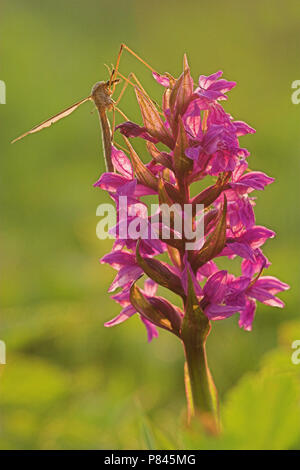 Gevlekte Rietorchis met langpootmug; Western Marsh Orchidee mit Kran fliegen Stockfoto