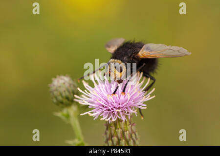 Tachinid Stekelsluipvlieg; riesige Fliegen; Stockfoto