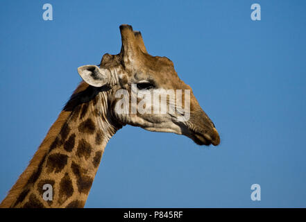 Giraffe close-up, Giraffen hautnah Stockfoto