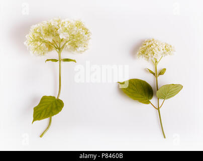 Der weiße Hortensie Blume isoliert auf Weiss. Botanik Konzept, Overhead, Ansicht von oben, flach. Hochzeit, Geburtstag, Mutter, Valentines, Tag der Frauen con Stockfoto