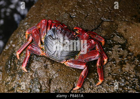 Rode rots Krab, Red Rock crab Stockfoto