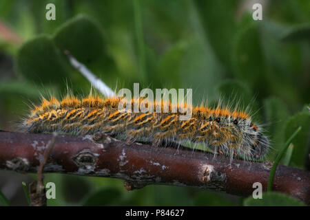 Rups van Kleine Hageheld; Grass Eggar Caterpillar Stockfoto