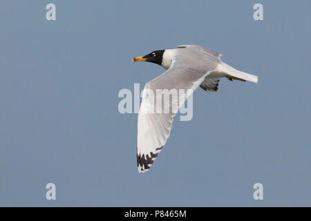 Gabbiano di Pallas; große Lachmöwe; Ichthyaetus ichthyaetus Stockfoto