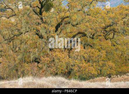 Valley Oaks, Quercus lobata, Acorn Ranch, Yorkville, Mendocino County, Kalifornien Stockfoto