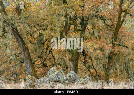 Valley Oaks, Quercus lobata, Acorn Ranch, Yorkville, Mendocino County, Kalifornien Stockfoto