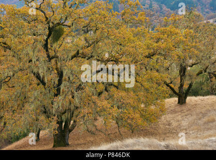 Valley Oaks, Quercus lobata, Acorn Ranch, Yorkville Highlands, Mendocino County, Kalifornien. psd Stockfoto