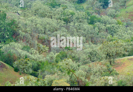 Valley Oaks, Quercus lobata, Acorn Ranch, Yorkville Highlands, Mendocino County, Kalifornien Stockfoto