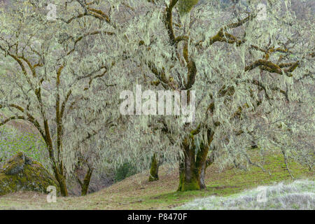 Valley Oaks, Quercus lobata, Yorkville, Mendocino County, Kalifornien Stockfoto