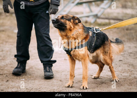 Bellen Sie wütend Deutscher Schäferhund auf Ausbildung. Elsässischen Wolf-Hund Stockfoto