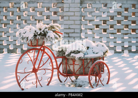Dekorative Vintage Modell altes Fahrrad Korb von Pine verschneiten Äste im Winter sonniger Tag ausgestattet. Stockfoto