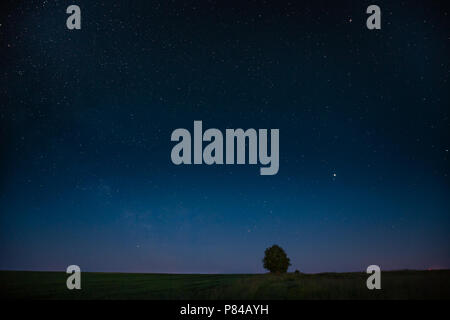 Blaue Nacht Sternenhimmel über einsamer Baum in der Wiese. Leuchtende Sterne und Holz im Sommer Landschaft Landschaft Stockfoto